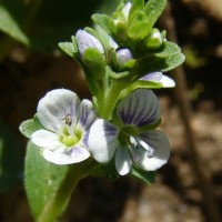 Veronica serpyllifolia L.